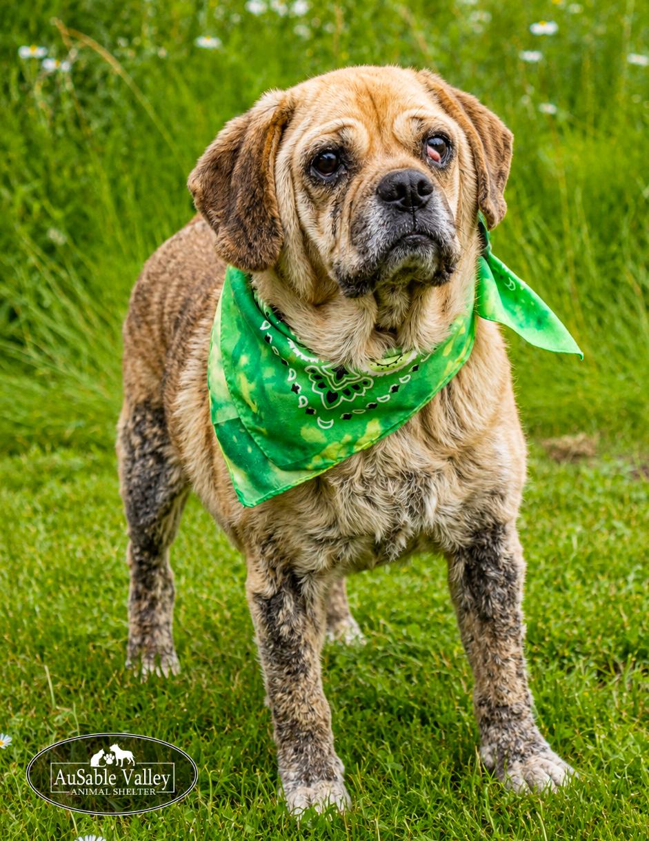 Wiley, a ADOPTABLE mixed breed in Grayling, MI image 3/6