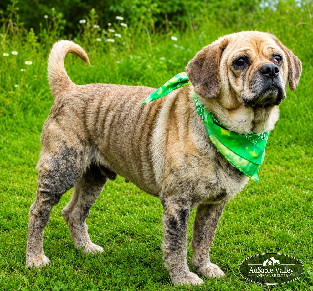 Wiley, a ADOPTABLE mixed breed in Grayling, MI image 5/6