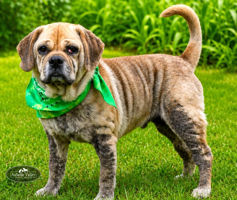 Wiley, ADOPTABLE, Adult Male Mixed Breed.
