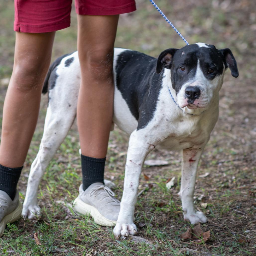 OREO-31045, Adoptable, Adult Male Pit Bull Terrier.