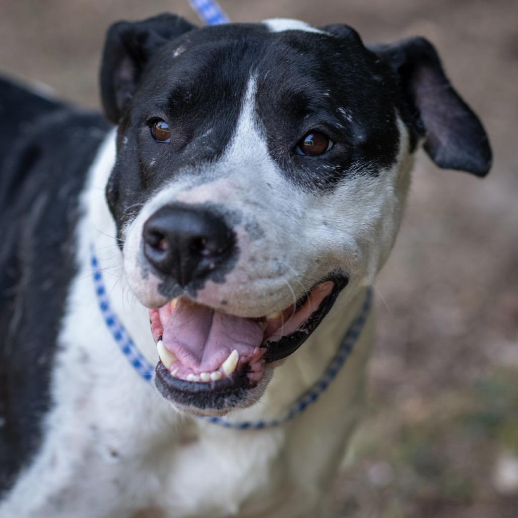 Enlarge OREO-31045, a Adoptable Pit Bull Terrier in Bartlett, TN image 2/2