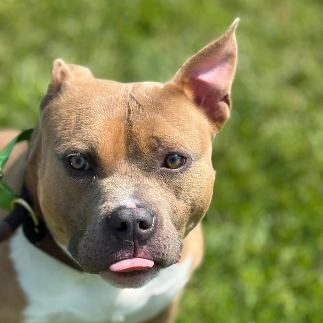 Louie, Adoptable, Adult Male Pit Bull Terrier.