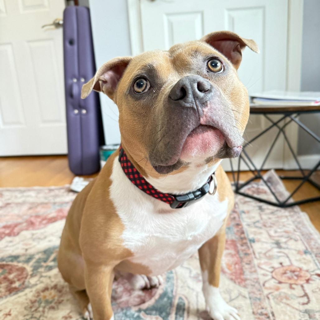 Enlarge Louie, a Adoptable Pit Bull Terrier in Charlton, NY image 2/6