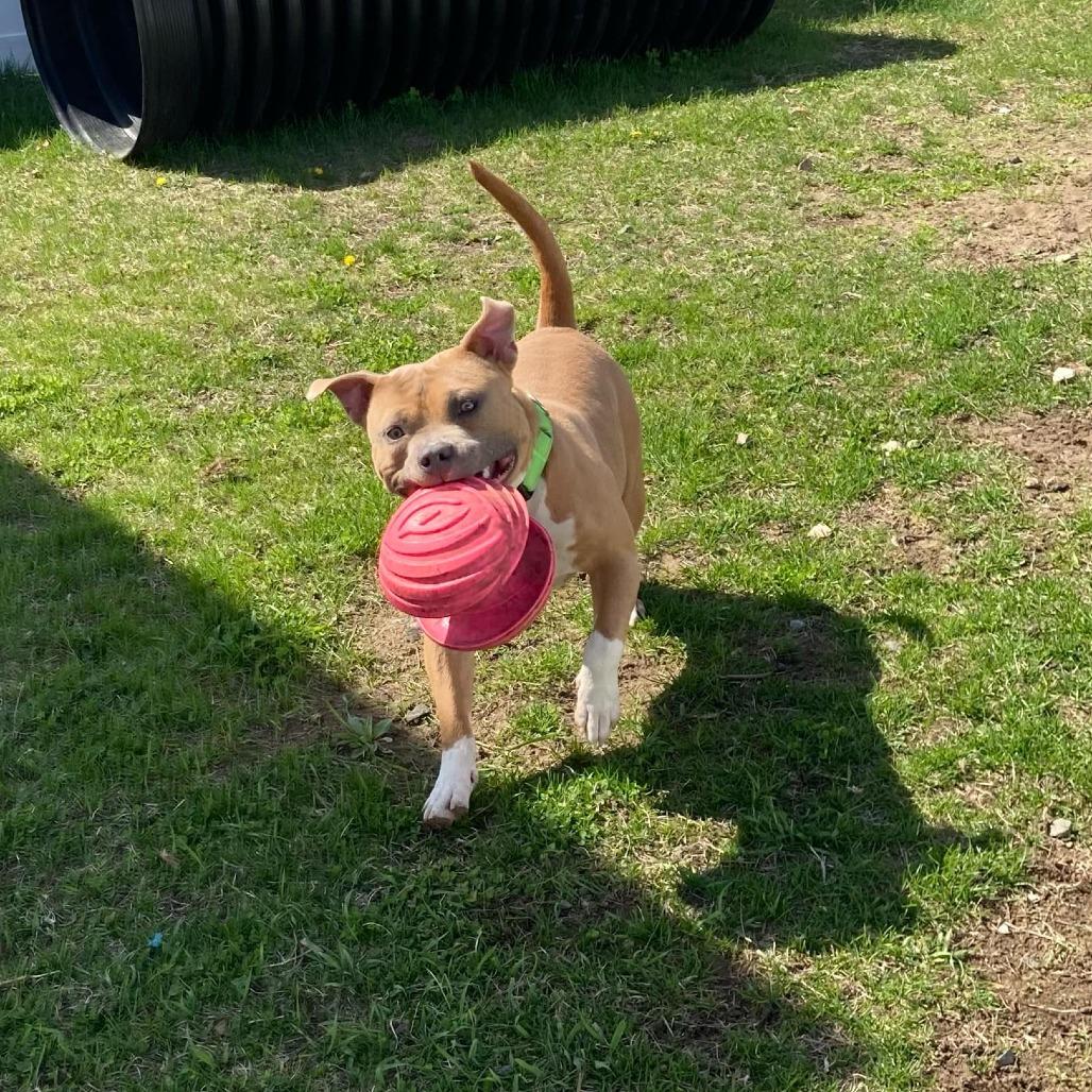 Enlarge Louie, a Adoptable Pit Bull Terrier in Charlton, NY image 3/6