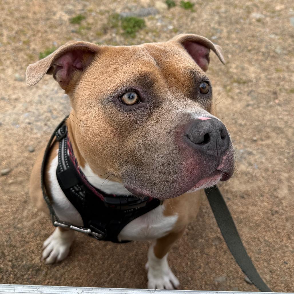 Enlarge Louie, a Adoptable Pit Bull Terrier in Charlton, NY image 5/6