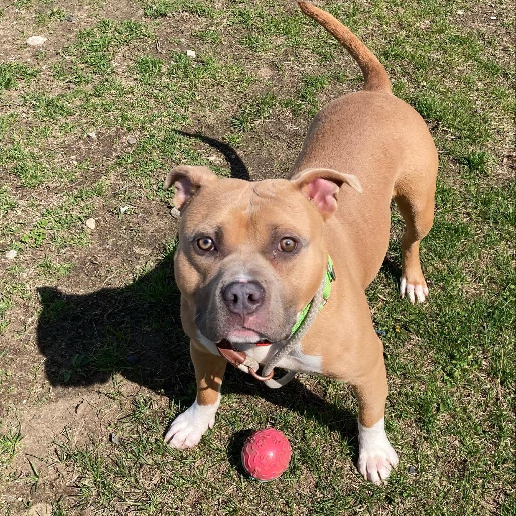 Enlarge Louie, a Adoptable Pit Bull Terrier in Charlton, NY image 6/6