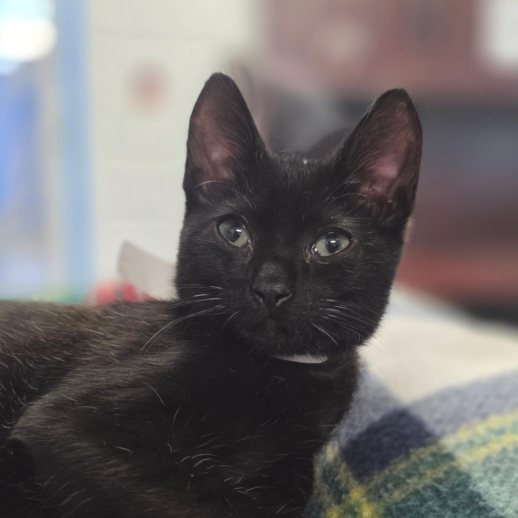 Zena, Adoptable, Kitten Female Domestic Short Hair.