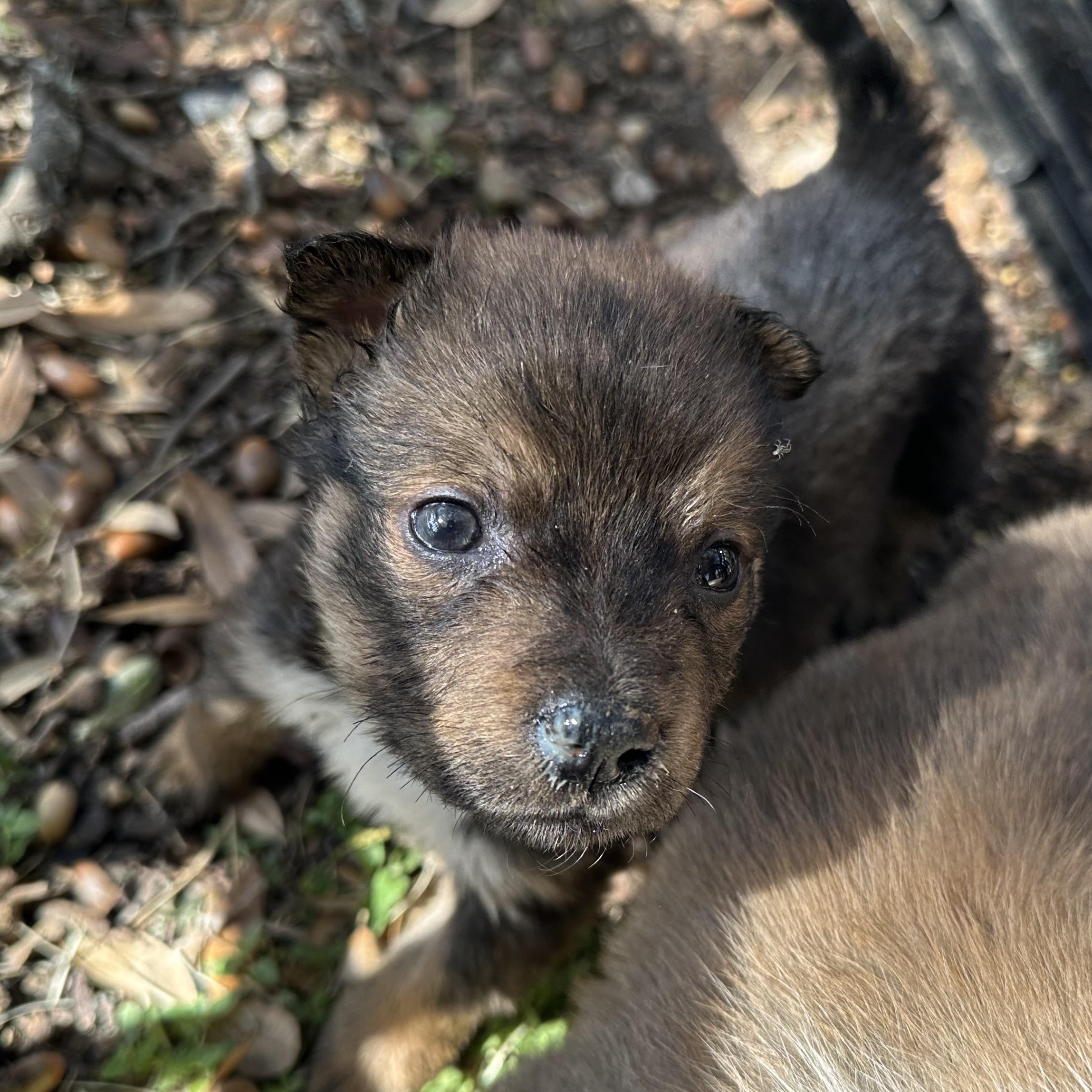 Dean Winchester, ADOPTABLE, Puppy Male Australian Shepherd.