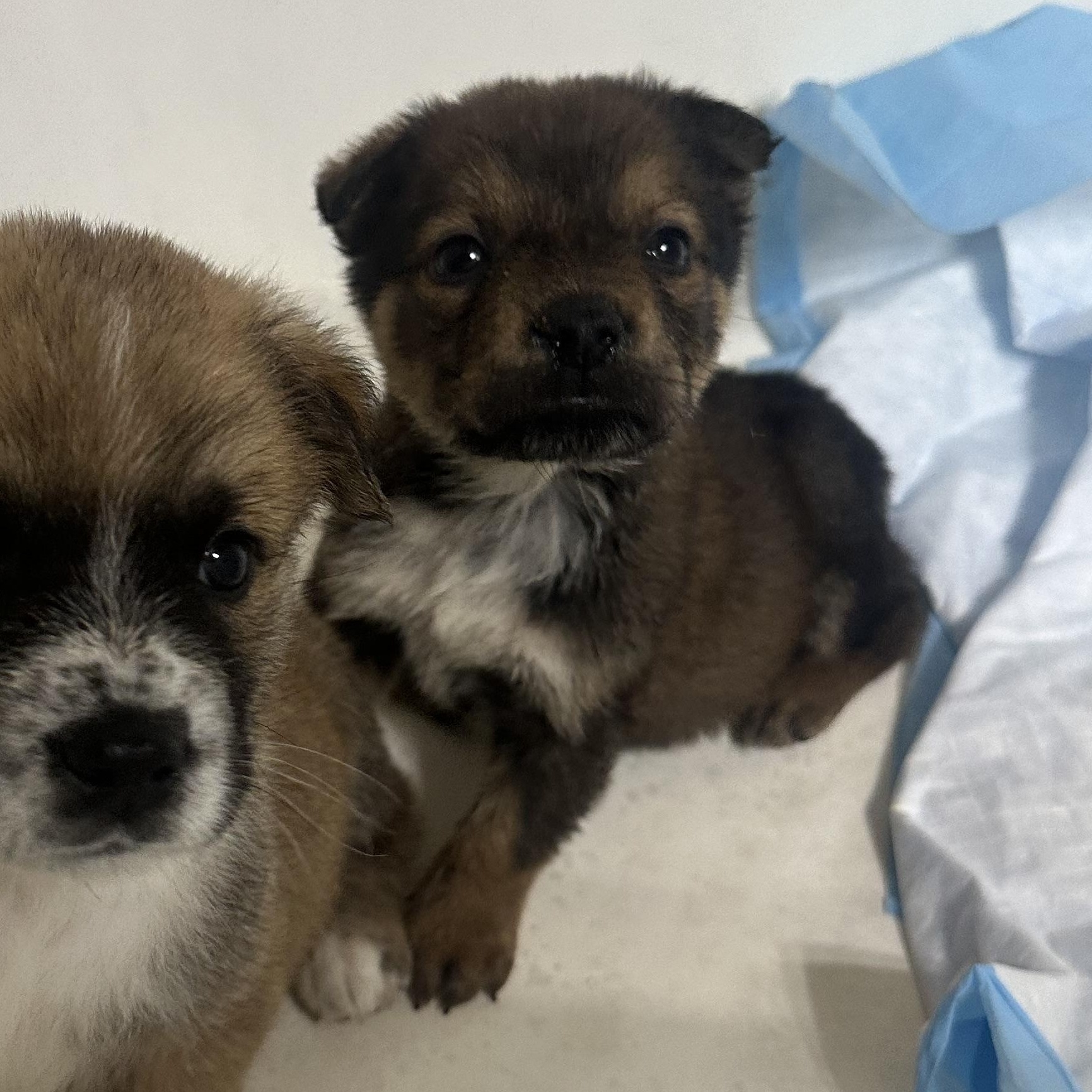 Enlarge Dean Winchester, a ADOPTABLE mixed breed in kirby, TX image 3/3