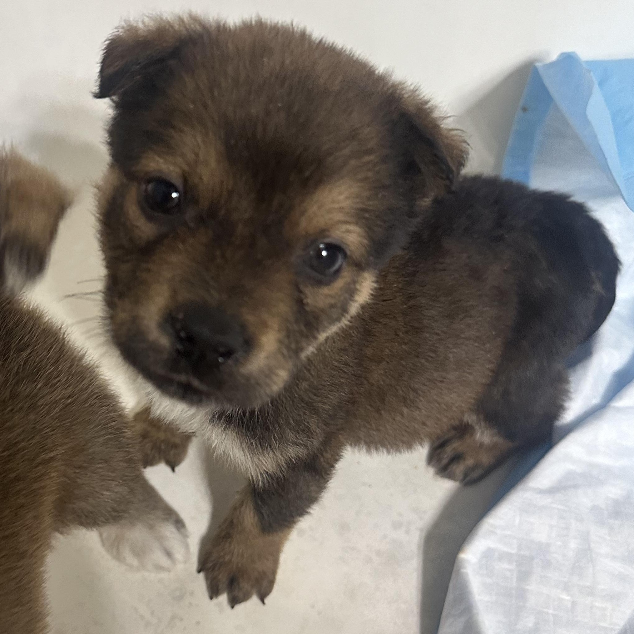 Enlarge Dean Winchester, a ADOPTABLE mixed breed in kirby, TX image 2/3