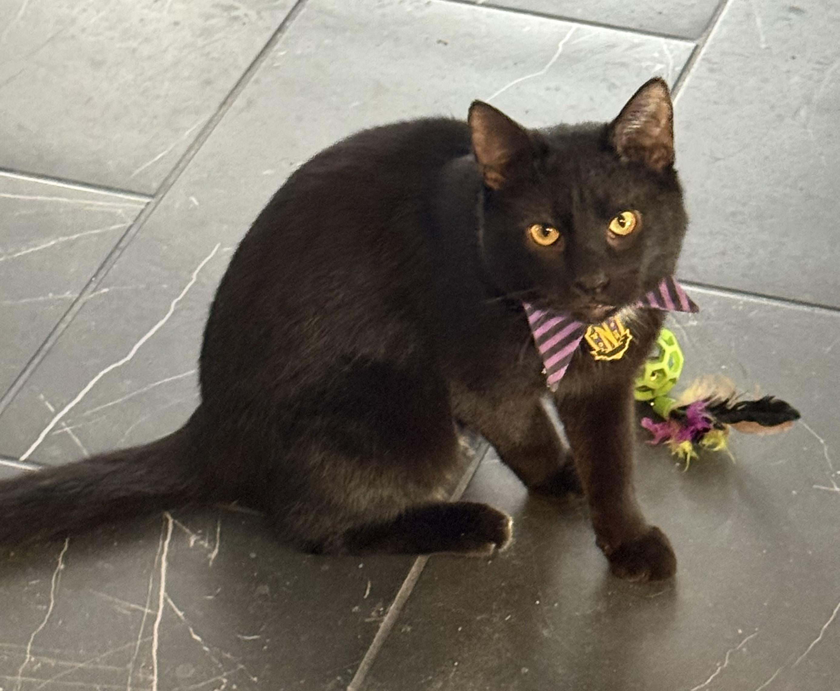 Enlarge Dancer, a ADOPTABLE Domestic Short Hair in Frewsburg, NY image 2/2