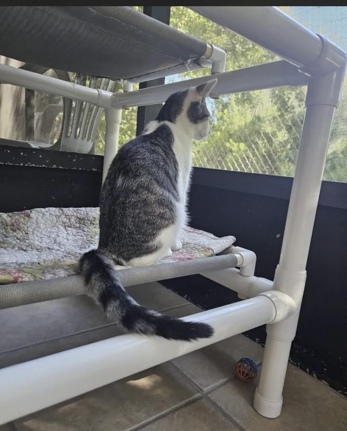 Enlarge Velcra, a Adoptable Domestic Short Hair in Ruskin, FL image 4/4