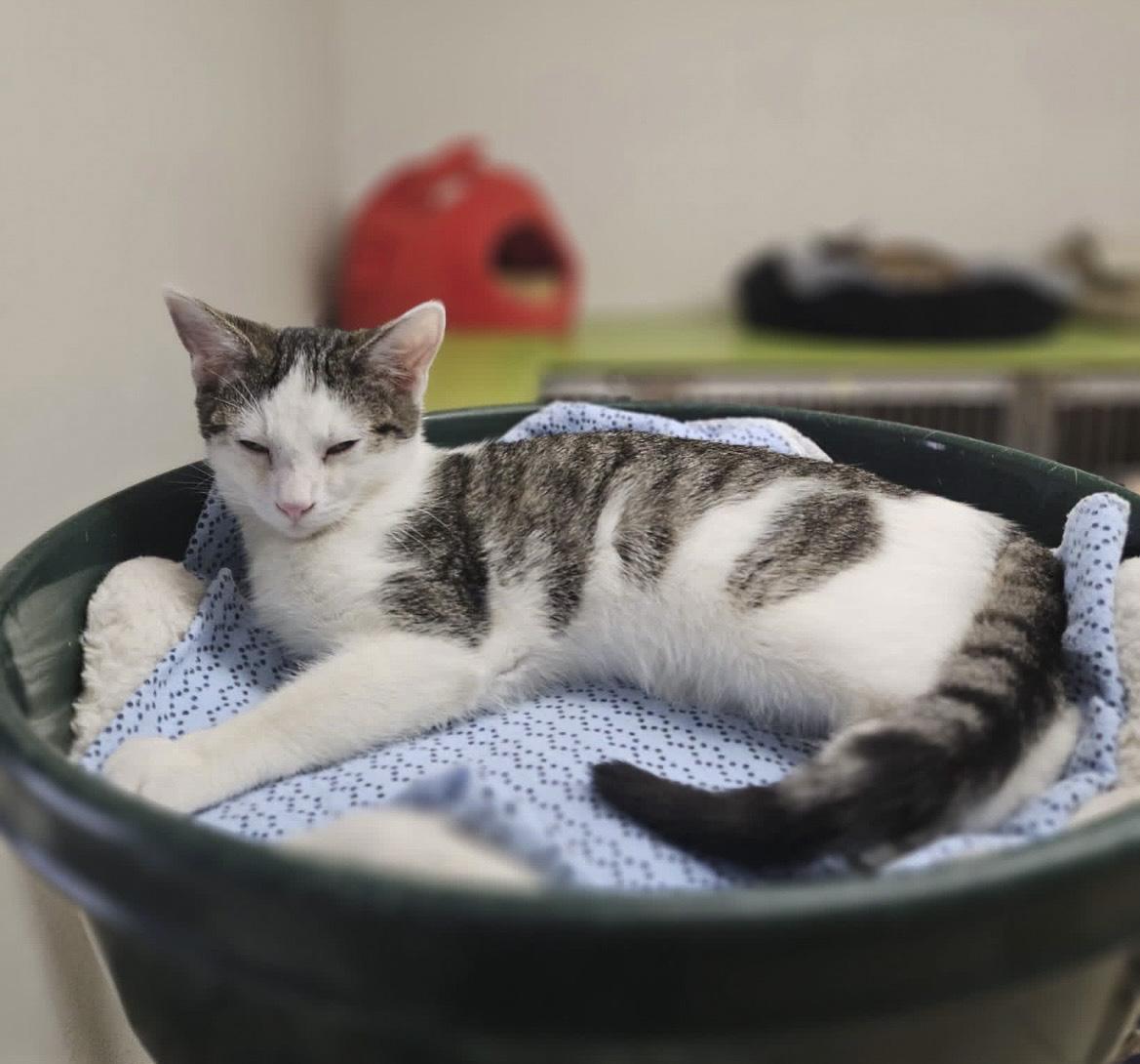 Enlarge Velcra, a Adoptable Domestic Short Hair in Ruskin, FL image 2/4