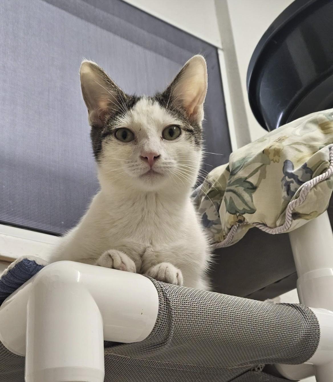 Enlarge Velcra, a Adoptable Domestic Short Hair in Ruskin, FL image 3/4