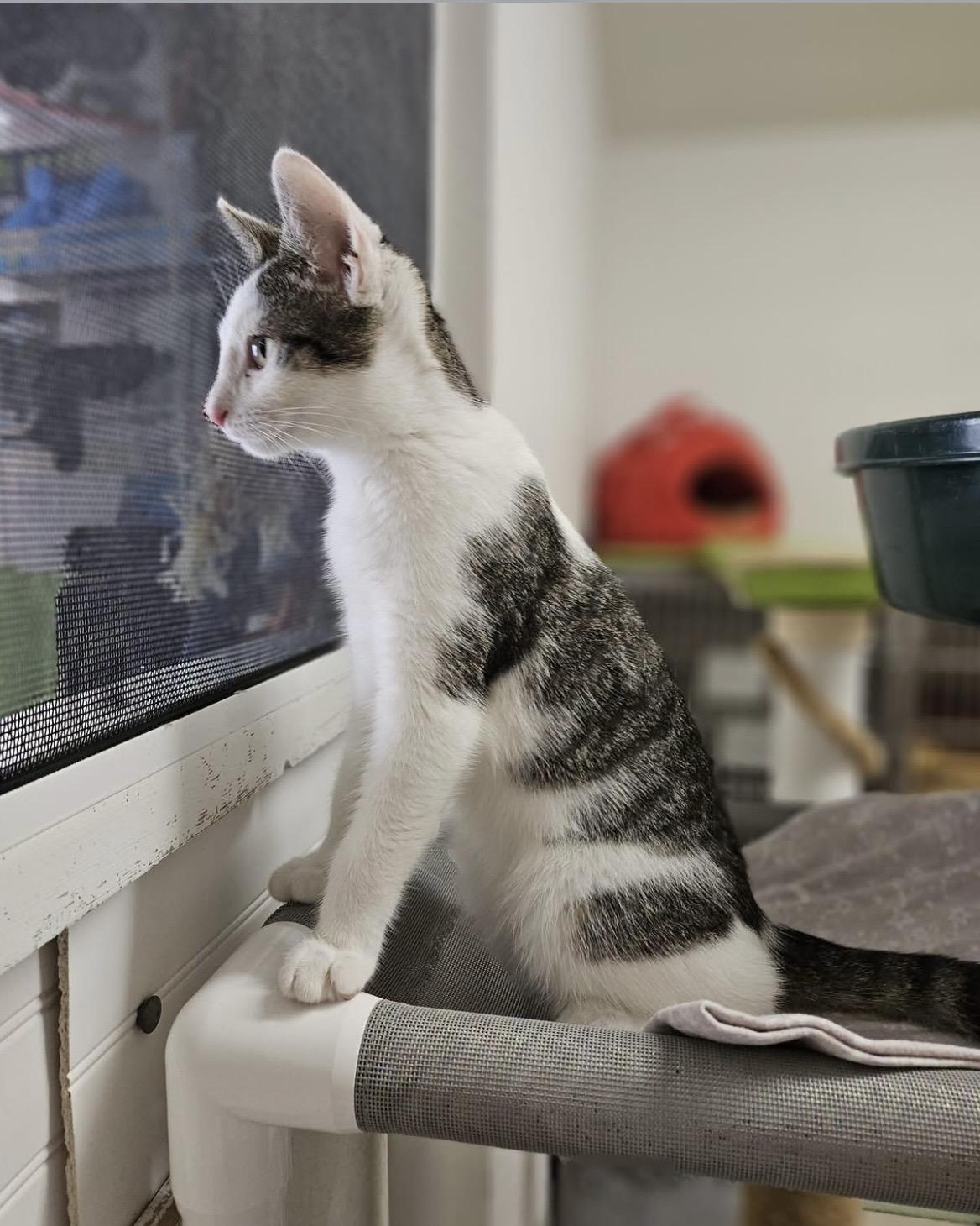 Velcra, Adoptable, Young Female Domestic Short Hair.