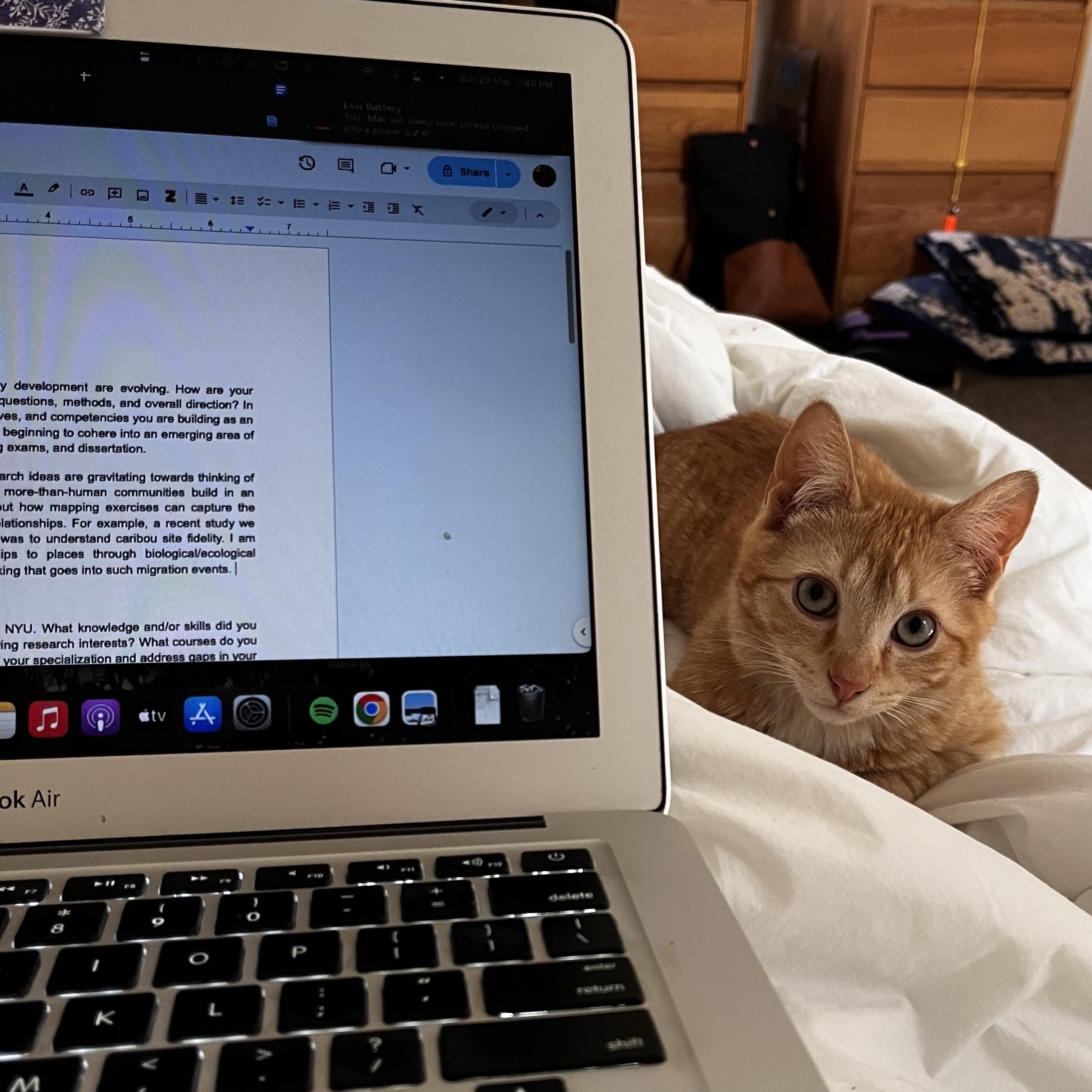 Enlarge Flash , a ADOPTABLE American Shorthair in Brooklyn, NY image 2/5