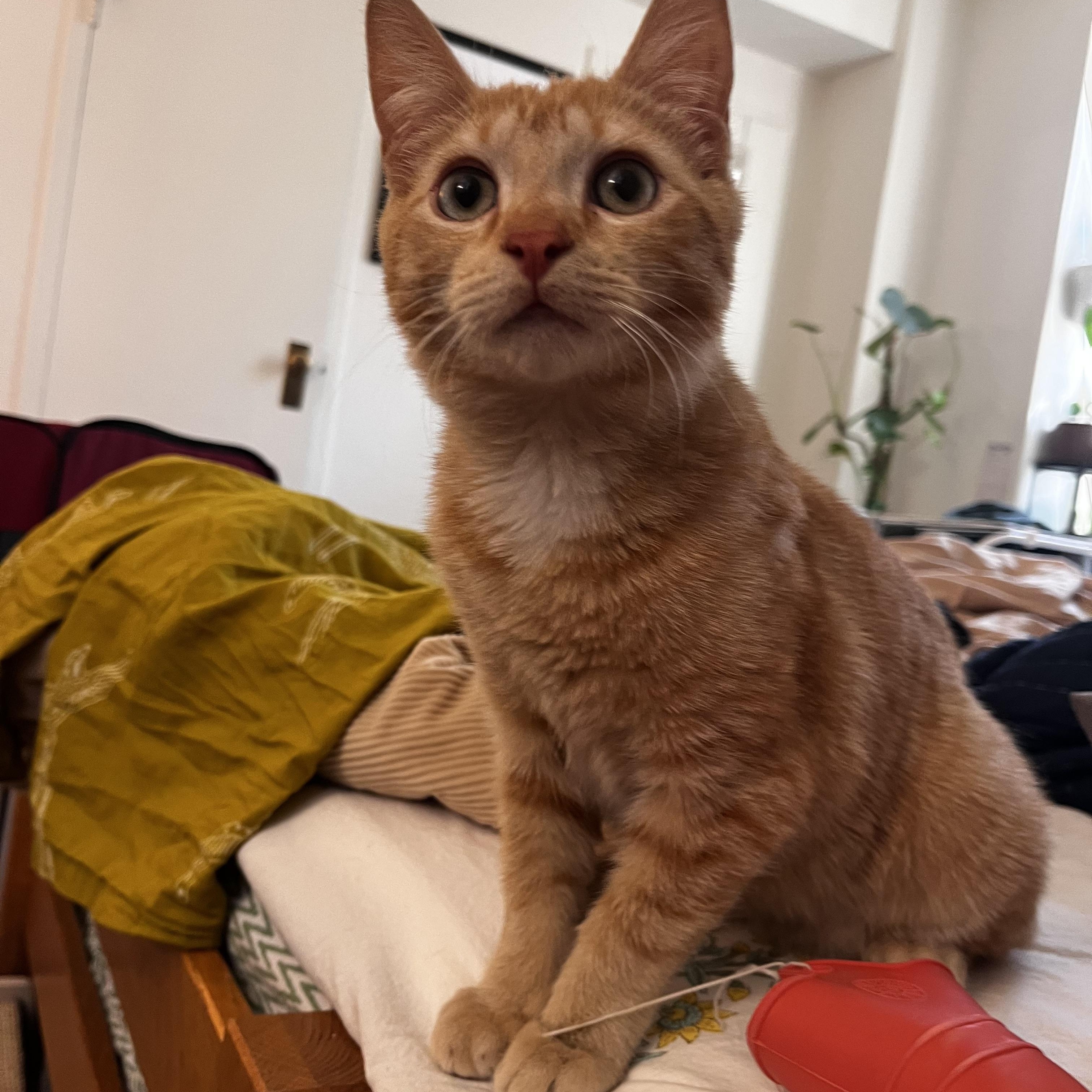 Enlarge Flash , a ADOPTABLE American Shorthair in Brooklyn, NY image 3/5