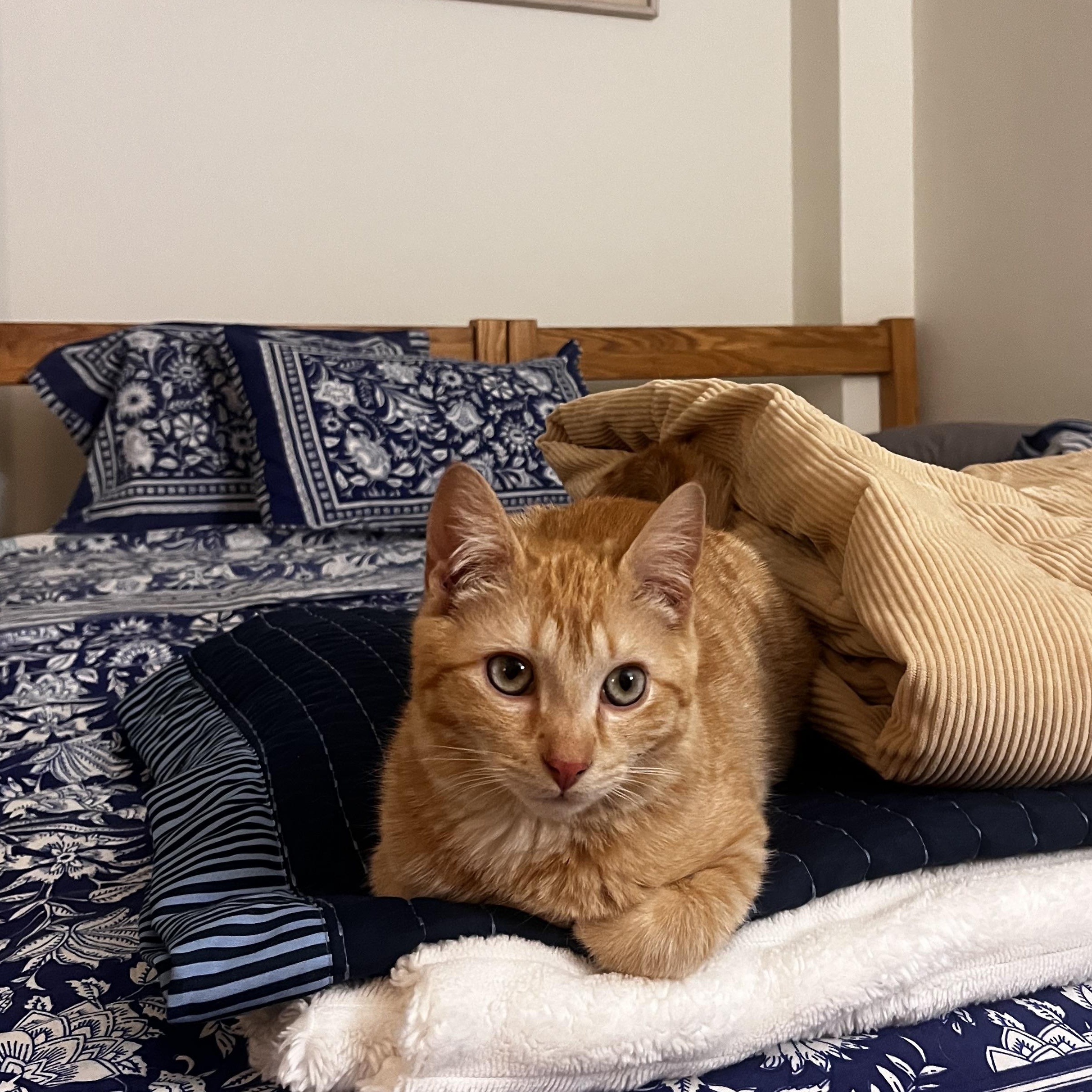 Enlarge Flash , a ADOPTABLE American Shorthair in Brooklyn, NY image 4/5