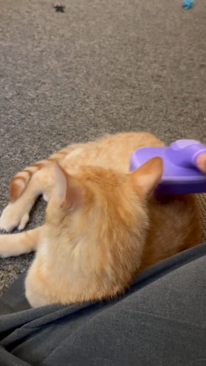 Enlarge Flash , a ADOPTABLE American Shorthair in Brooklyn, NY video 5/5