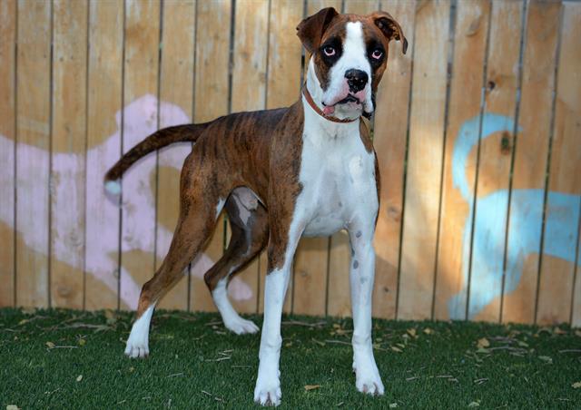 COPPY, Adoptable, Young Male Boxer.
