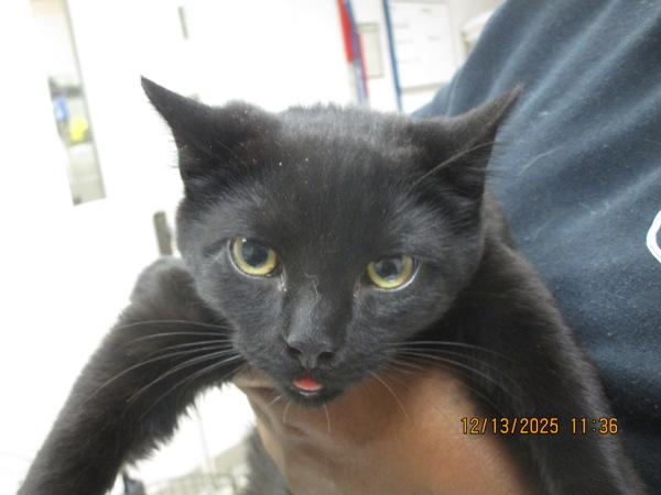 Enlarge Liam(683), a Adoptable mixed breed in Marietta, GA image 1/1