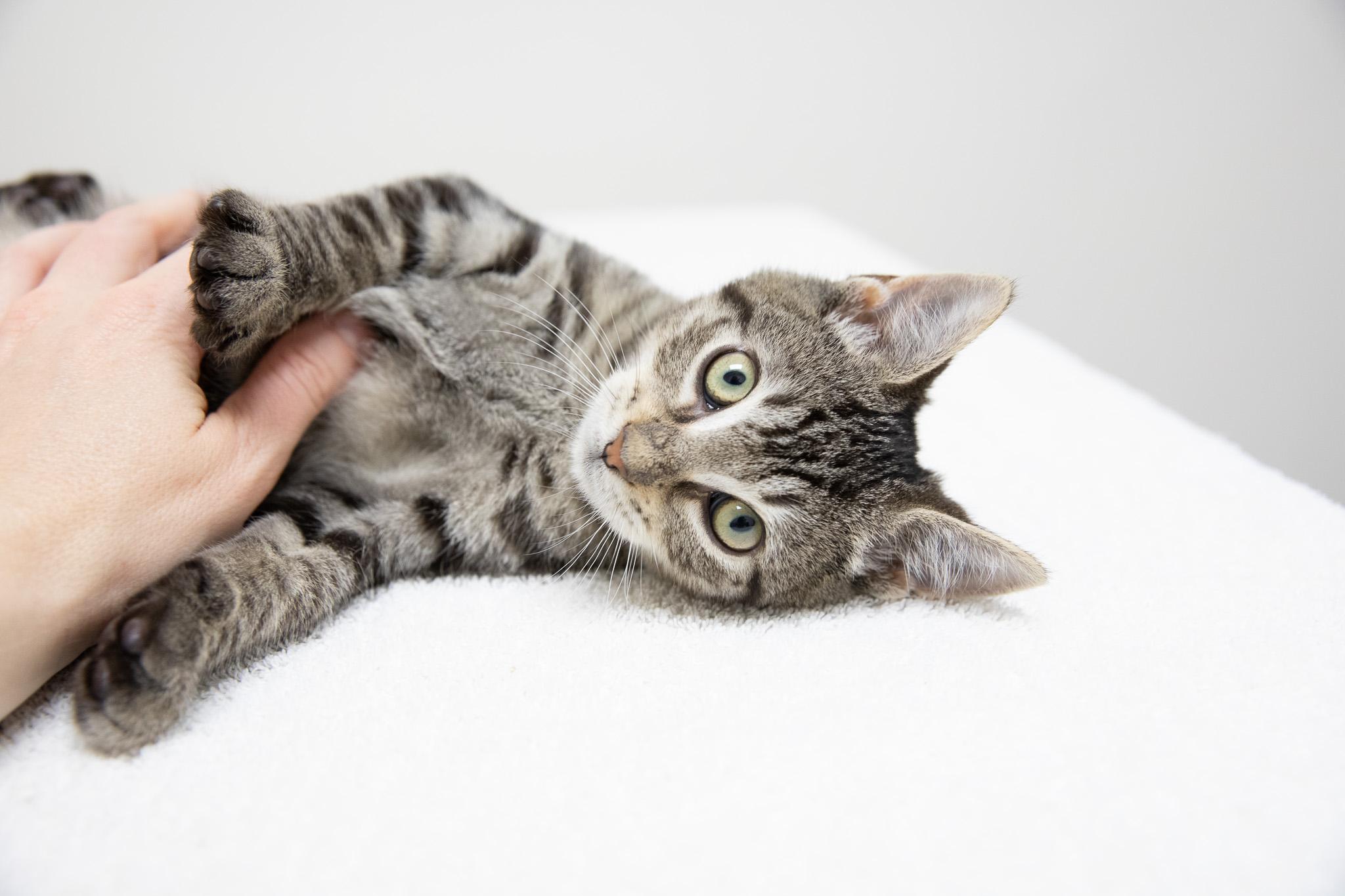 Enlarge Marbles, an adopted Domestic Short Hair in Montclair, NJ image 2/6