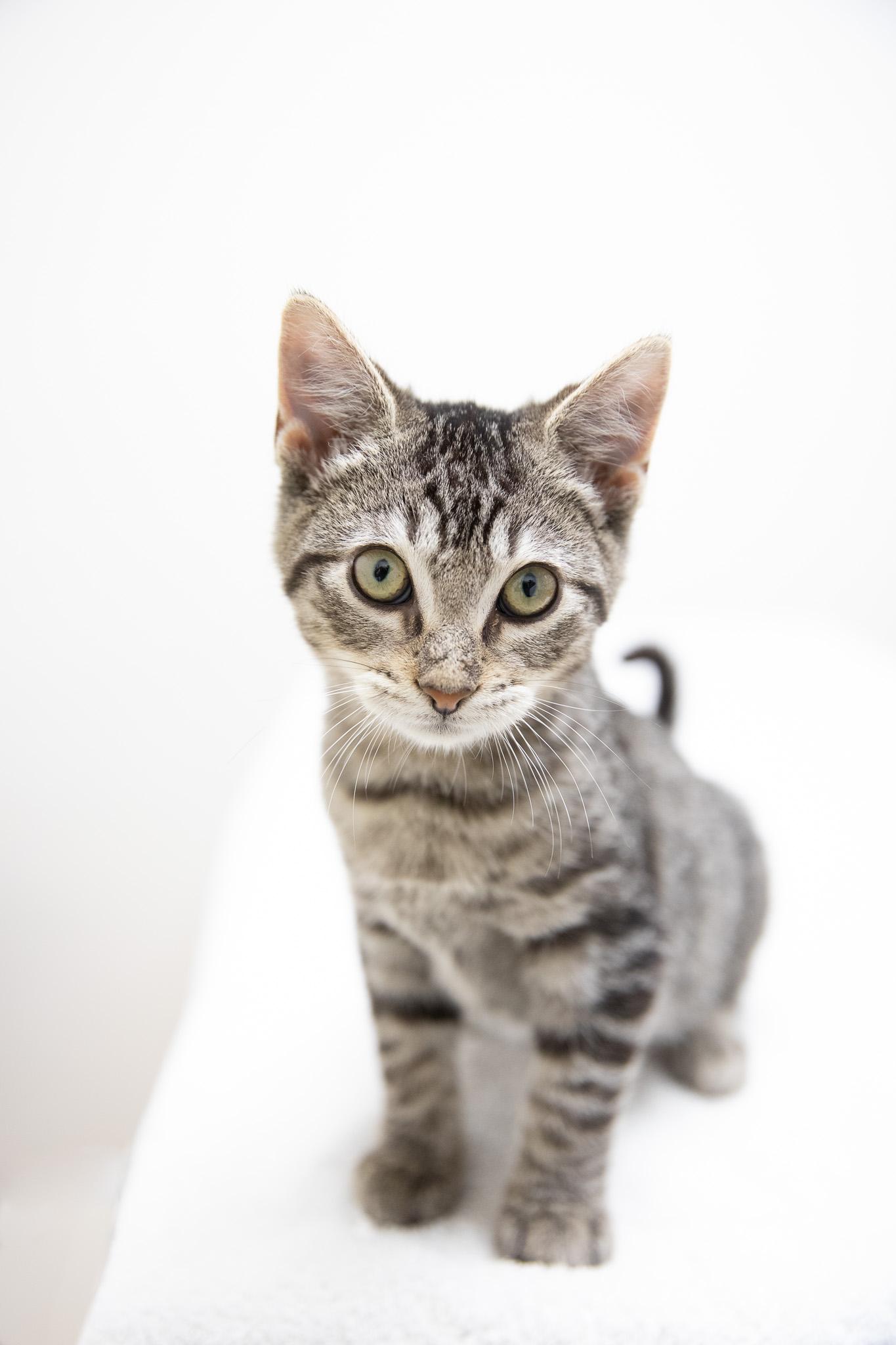 Marbles, adopted, Kitten Female Domestic Short Hair.