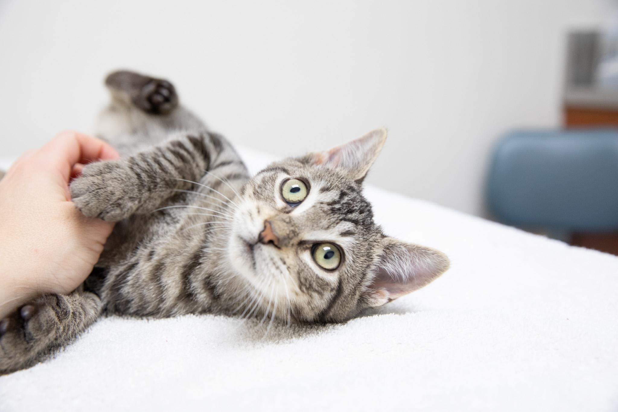 Enlarge Marbles, an adopted Domestic Short Hair in Montclair, NJ image 6/6