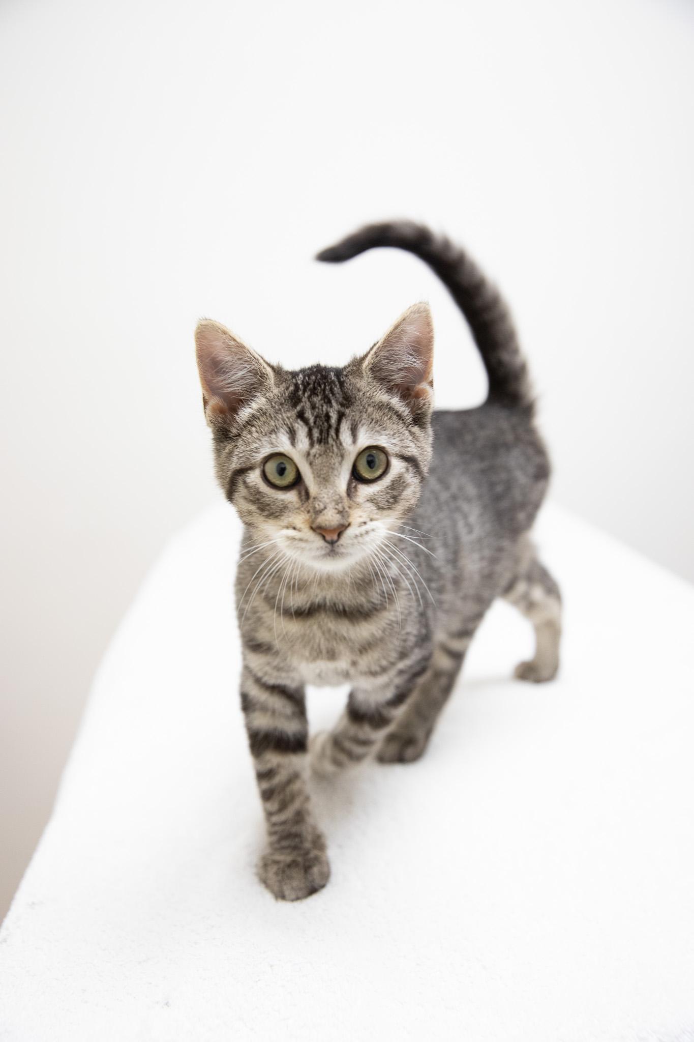 Enlarge Marbles, an adopted Domestic Short Hair in Montclair, NJ image 3/6