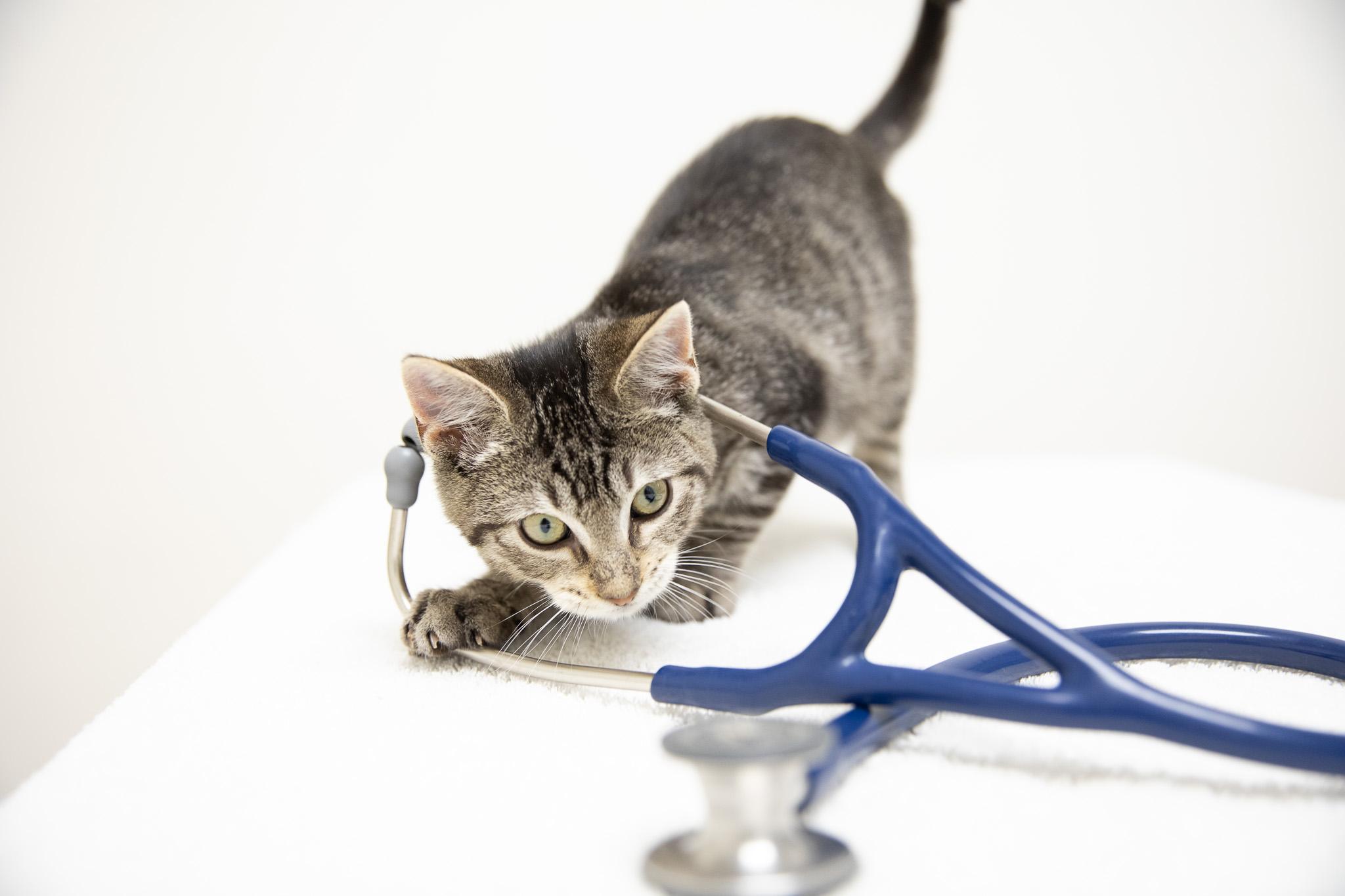 Enlarge Marbles, an adopted Domestic Short Hair in Montclair, NJ image 4/6