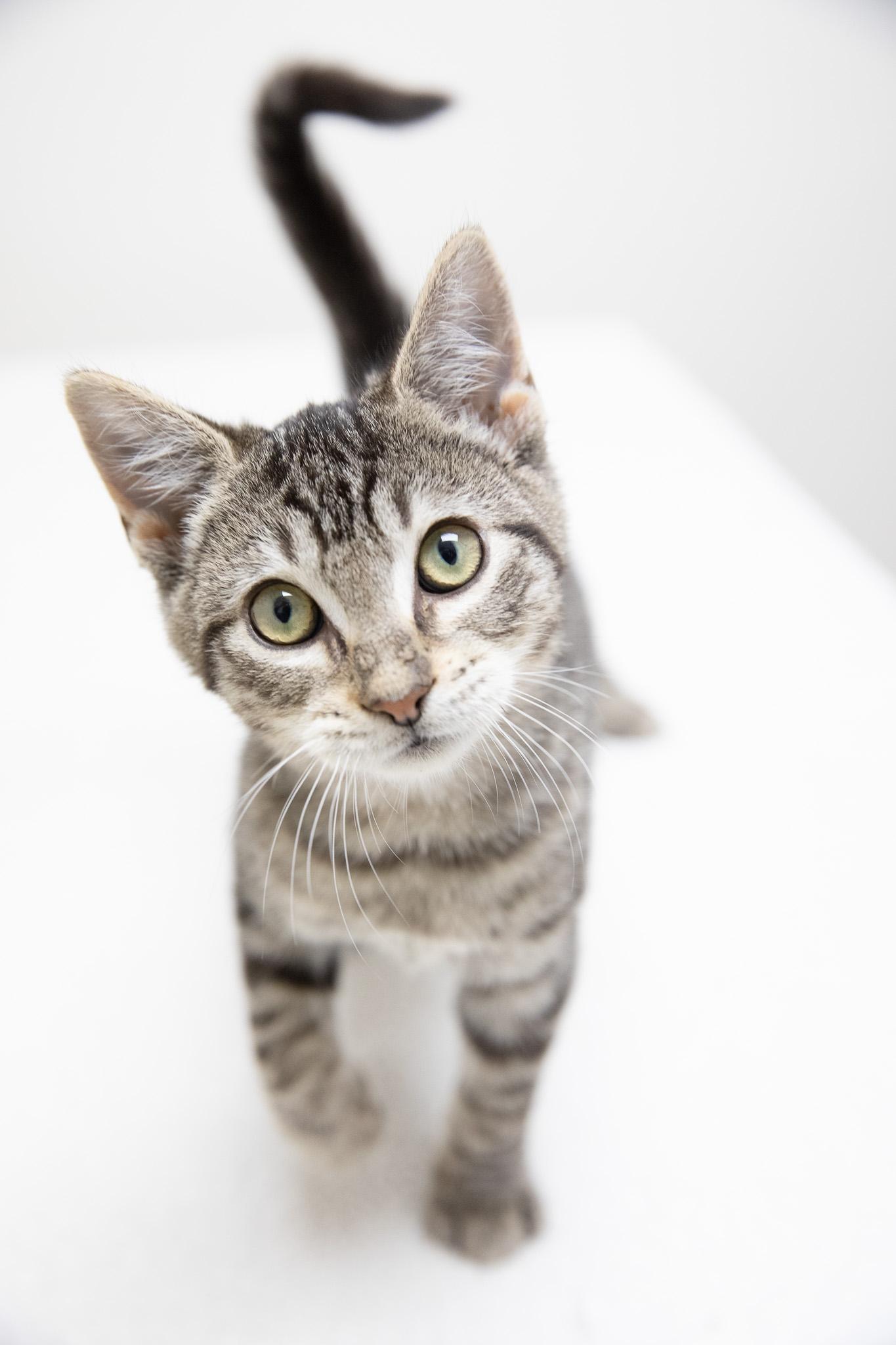 Enlarge Marbles, an adopted Domestic Short Hair in Montclair, NJ image 5/6