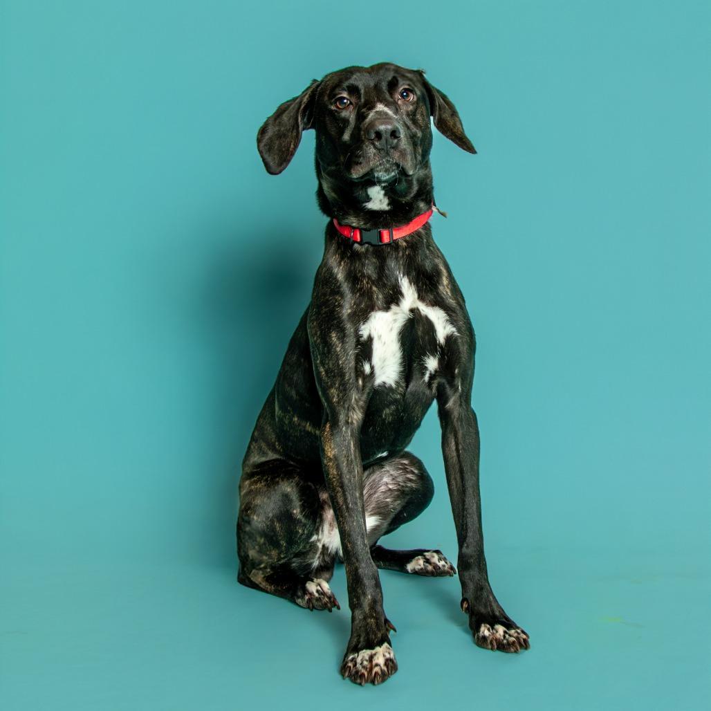 Hopper, Adoptable, Adult Male Mixed Breed.