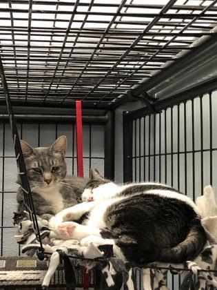 Nikki (Must be adopted with Tinsel), Adoptable, Kitten Female Domestic Short Hair & Domestic Short Hair.