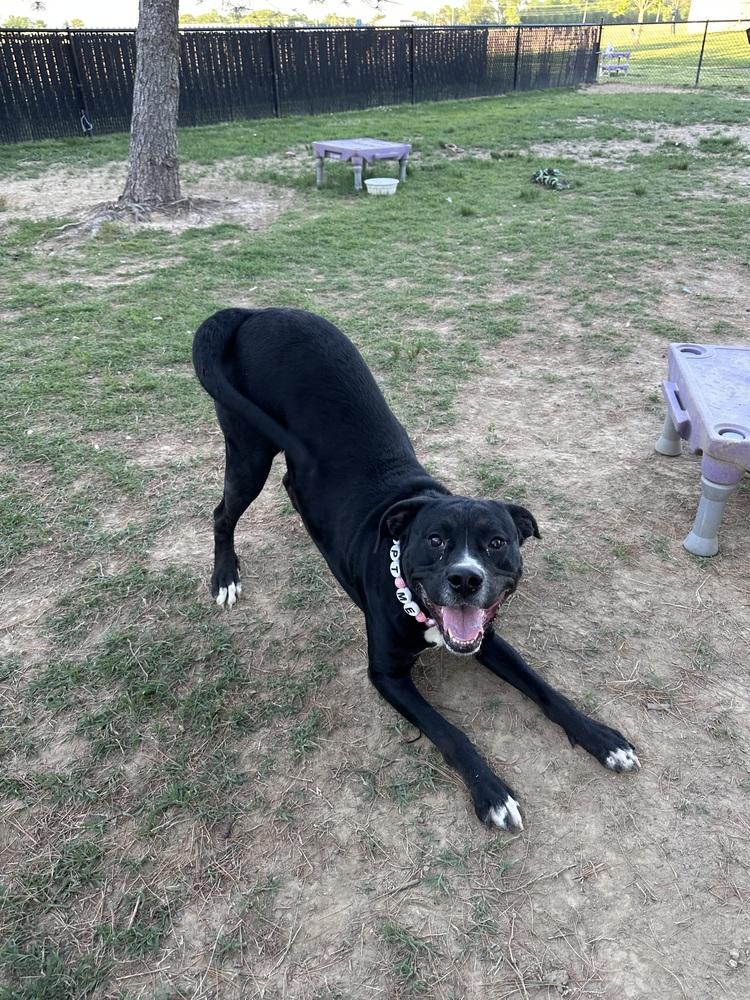 Enlarge Hera "Meadow", a Adoptable Pit Bull Terrier in Evansville, IN image 1/6