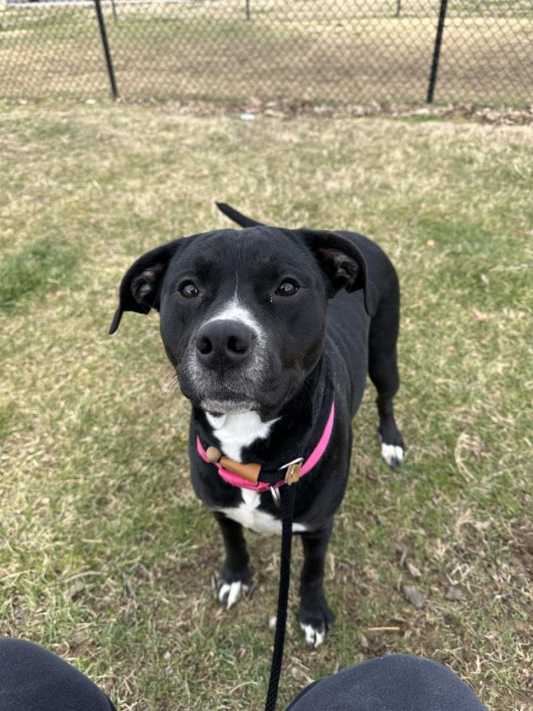 Enlarge Hera "Meadow", a Adoptable Pit Bull Terrier in Evansville, IN image 2/6