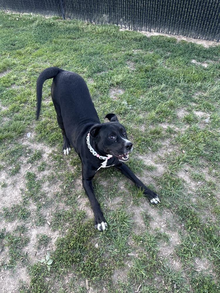 Enlarge Hera "Meadow", a Adoptable Pit Bull Terrier in Evansville, IN image 3/6
