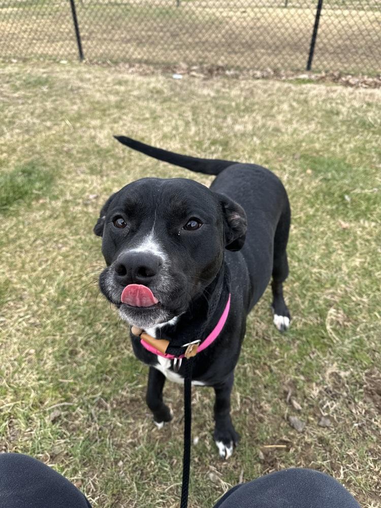 Enlarge Hera "Meadow", a Adoptable Pit Bull Terrier in Evansville, IN image 4/6