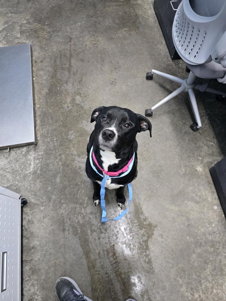 Enlarge Hera "Meadow", a Adoptable Pit Bull Terrier in Evansville, IN image 5/6