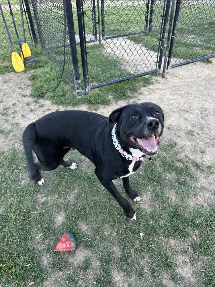 Enlarge Hera "Meadow", a Adoptable Pit Bull Terrier in Evansville, IN image 6/6