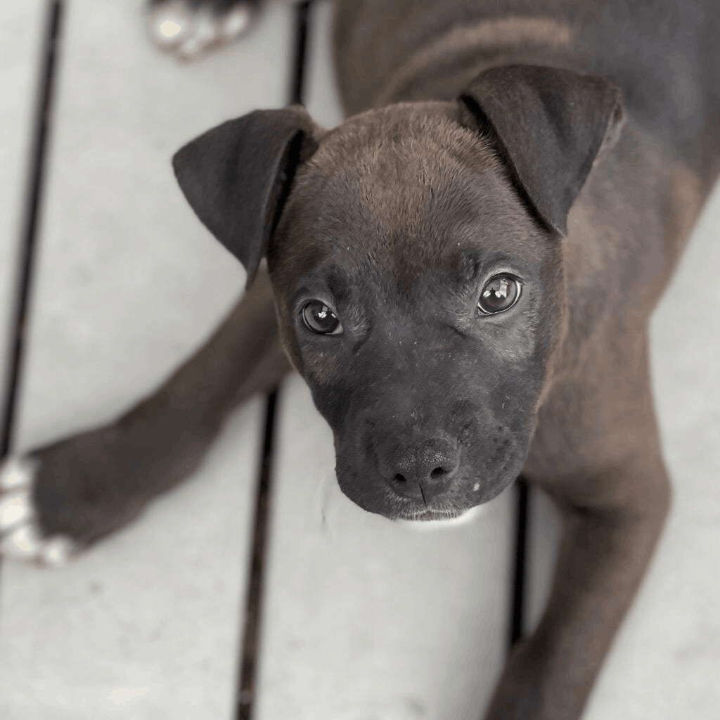 Puppies! photo 5
