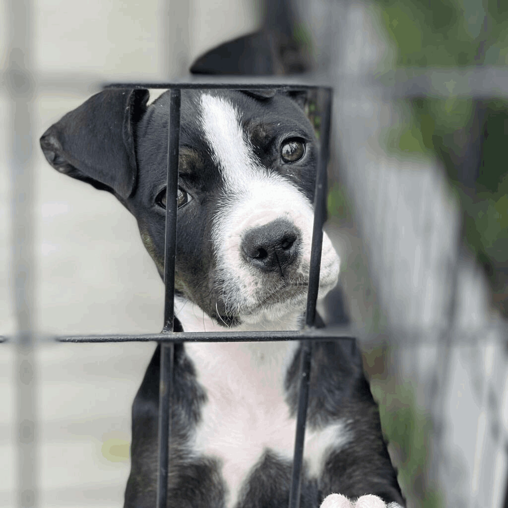 Puppies! photo 4