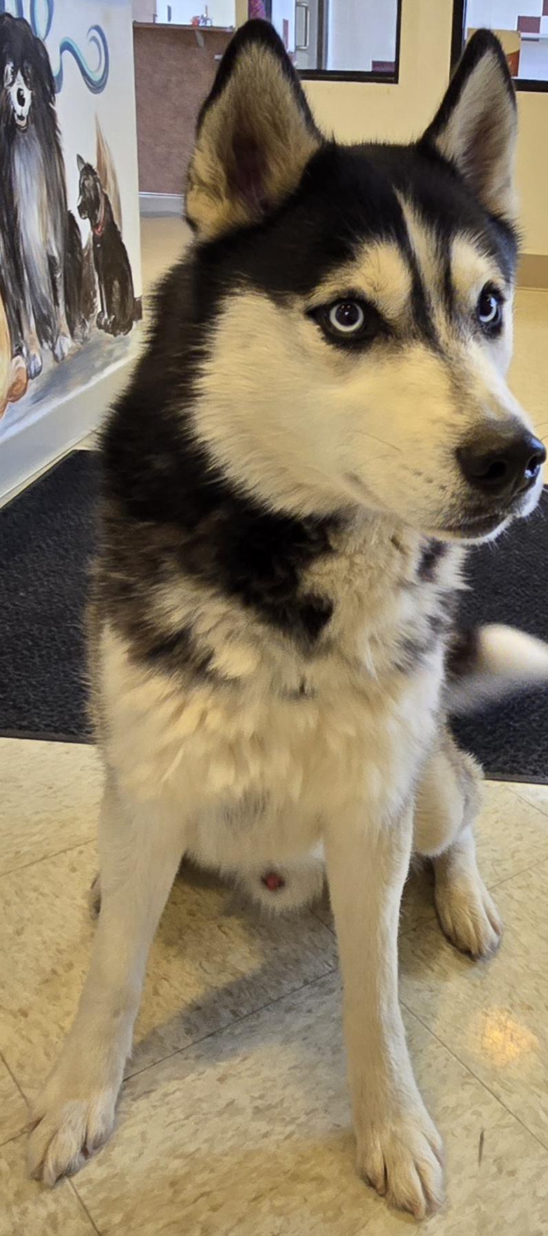 Enlarge Odin, a ADOPTABLE Husky in Bluffton, IN image 1/1