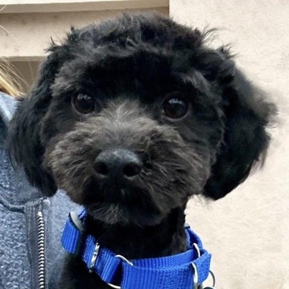 Enlarge Bentley, a Adoptable mixed breed in Santa Rosa, CA image 1/1