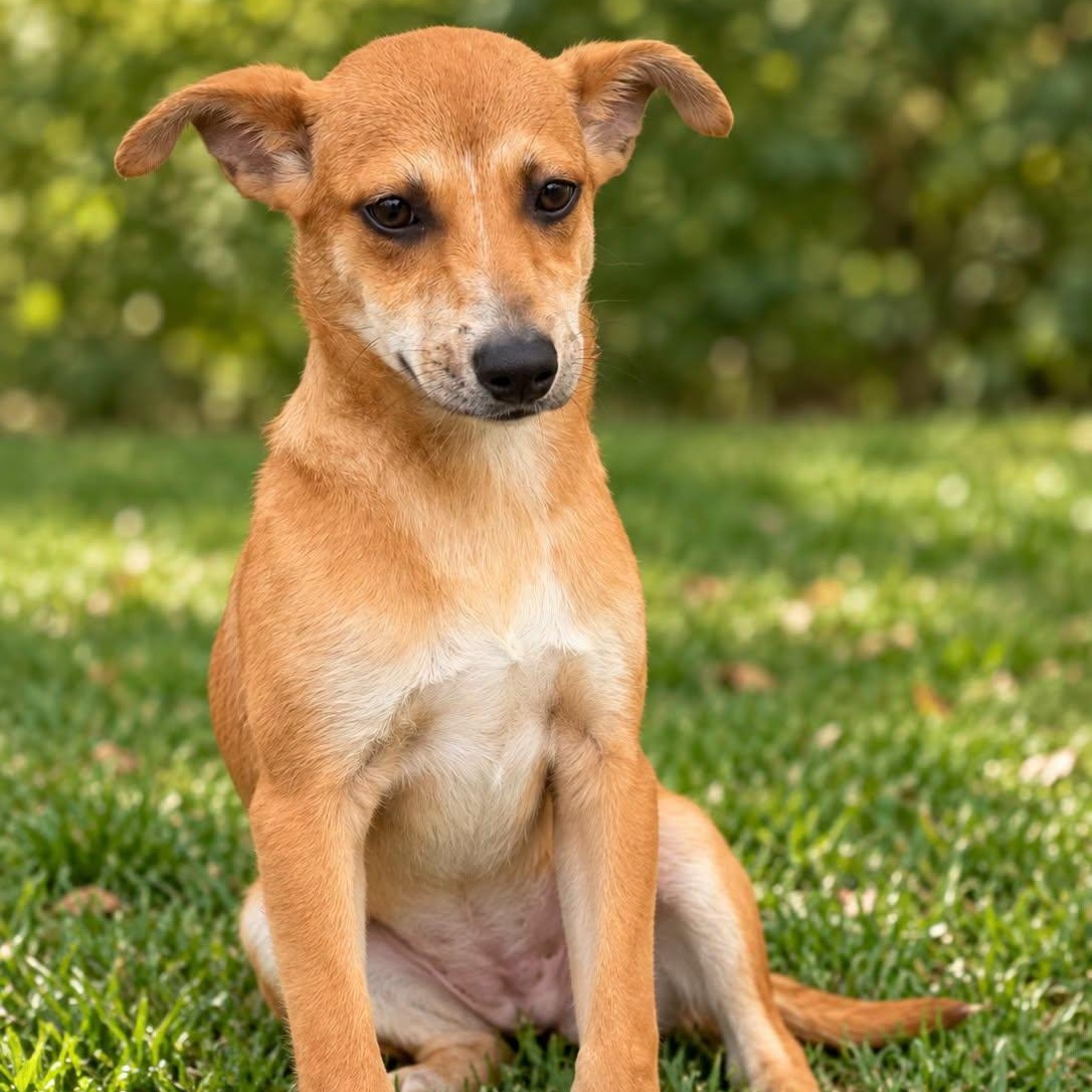 Enlarge MEGARA, a Adoptable Mixed Breed in Cranston, RI image 1/1