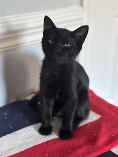 Frodo, ADOPTABLE, Young Male Domestic Short Hair.