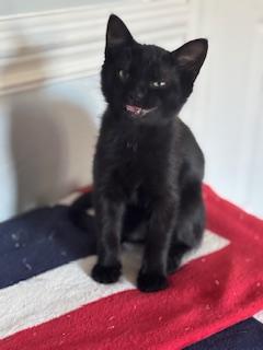 Enlarge Frodo, a ADOPTABLE mixed breed in Waxhaw, NC image 2/2