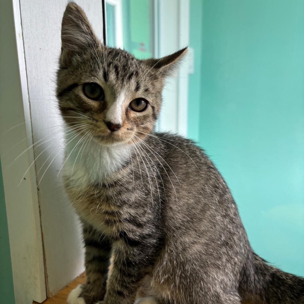 Enlarge Jett, a Adoptable Domestic Short Hair in Marion, VA image 1/2