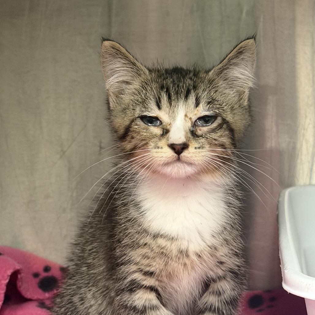 Enlarge Jett, a Adoptable Domestic Short Hair in Marion, VA image 2/2