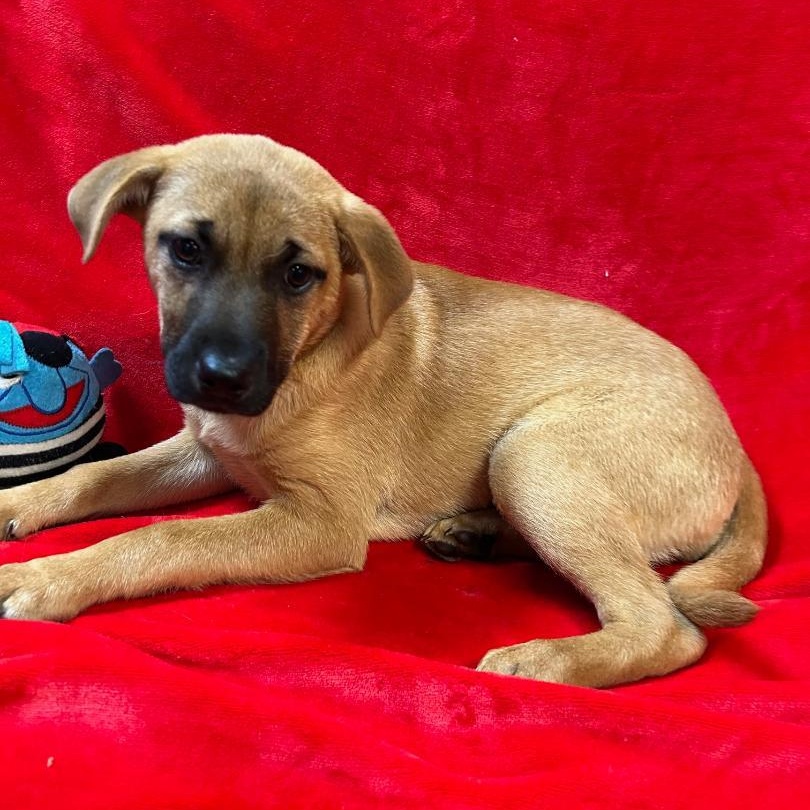 Zoe, a Adoptable mixed breed in Bartonsville, PA image 4/4