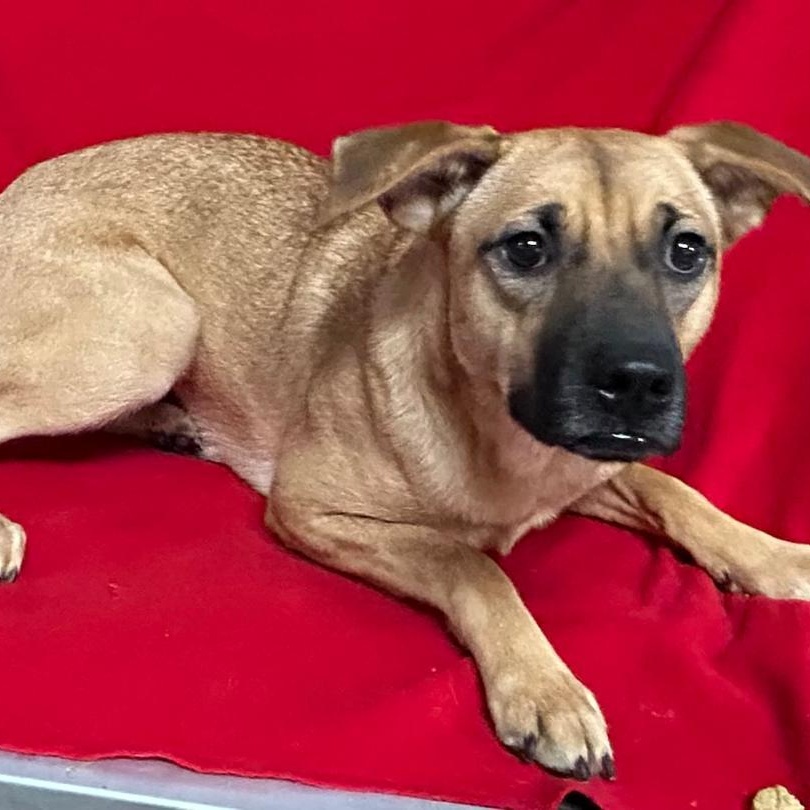 Enlarge Zoe, a Adoptable mixed breed in Bartonsville, PA image 3/4